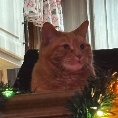 MeryDorr's profile picture. 