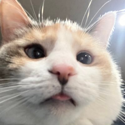 Panko A. Cat’s Mom Profile