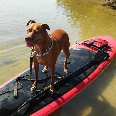 dextersmom0222's profile picture. 