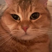 Alabai 🍊 (@nyransyltan) 's Twitter Profile