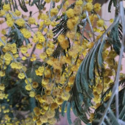 ConostMindmigh's profile picture. 