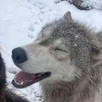 ryder (@ozarchived1) 's Twitter Profile Photo ryder (@ozarchived1) 's Twitter Profile Photo