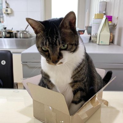 Catwifbox. The Dogwifhat (@Dogwifcoin) owner’s cat. $WIFBOX