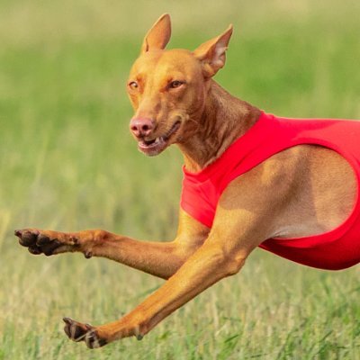 XiaojangL87685's profile picture. 