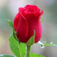 Roses(@rosesrojaa) 's Twitter Profile Photo
