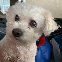 Ava Foroutan (@avainbookland) 's Twitter Profile