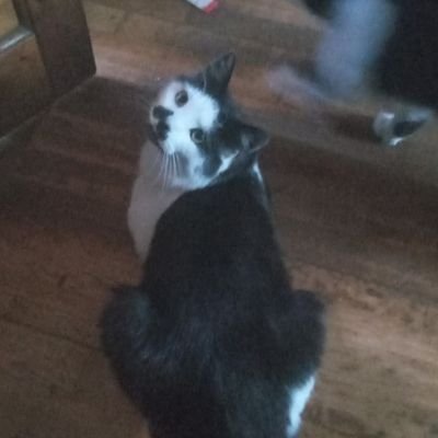 thomasjstamp's profile picture. A solicitor ego tripping at the gates of hell.

In color. 

A Quinn Martin Production.