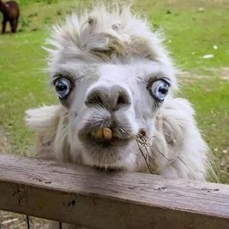 paradoxicalscar's profile picture. Live authentically, true to yourself. #LINK #Web3Technology