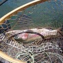 gene prince - @geneprince2 - Twitter