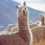 Altcoin analyst | Seeking value beyond the mainstream