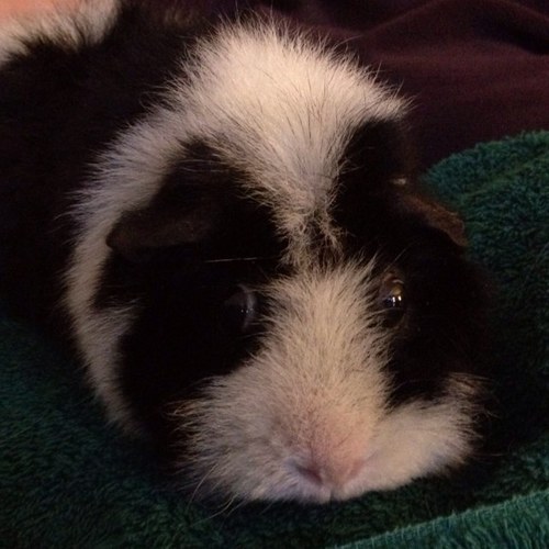 Koybatnehi's profile picture. I'm a Muslim American of Syrian background in Chicago.  Thoughts my own, RTs do not mean endorsements.  Finally, Aardman animation rocks.