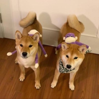 ShiruOnSol's profile picture. $shiru - wif fren
woof woof shiru is best fren wif achi!!! come join our journey :)
community takeover
ca: Hdacw71nizpUWYXLtbqjWTc8Rhawo6HE9TtjF6d3j6Nu