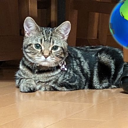 YG_KAT_CAT's profile picture. 猫垢です✋アメショの「くぅ」は2021/12/7に虹🌈の橋へ😭20歳と1ヶ月でした🌟かるあ♀中足マンチ保護猫😺キア♂長足マンチ保護猫☺無言フォロー🙏💦無言フォロー大歓迎♥いいね多めです😅テニス🎾してます。野球観戦も大好き⚾猫垢フォロバさせて頂きます‼️DMは普段やり取りある方しか返信しません🙏