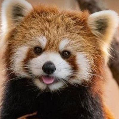 tomochindayo_14's profile picture. 