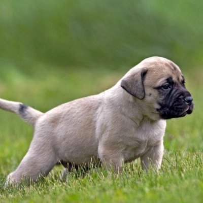 dreamlikepro's profile picture. 