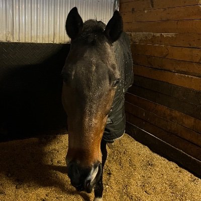 parle deux langues et ne sait pas comment faire une bio🇨🇦, j’aime les chevaux, photo