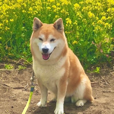 sibainu/Japan 柴犬の桃姫号です🐕