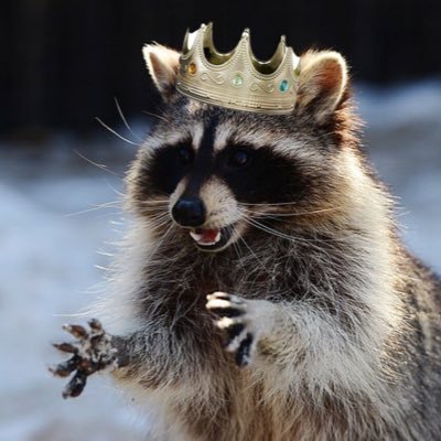 I’m a raccoon king that makes art and eats trash.