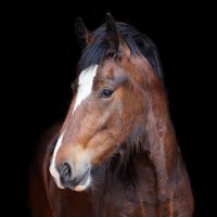 Penny & Mr Gilbert the Shire horse(@NorfolkLass) 's Twitter Profile Photo