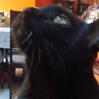 Gato Rambo🐾 Vicepresidente jr @PatitasEstambre(@gatitorelax) 's Twitter Profile Photo