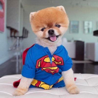 The cutest dog of Web2, couldn't make to Web3 Alive.
Fear not, my loyal Fam now on a mission to crown me 'The Web3 Cutest'.
Join me : https://t.co/v8ejFwuoUo