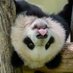 Pear-shaped panda (@ratherpanda) Twitter profile photo Pear-shaped panda (@ratherpanda) Twitter profile photo