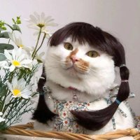 obedient cat(@o_bedient_cat) 's Twitter Profile Photo