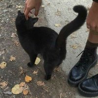 jiaaaleya (@sukablackcat) 's Twitter Profile