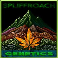 Spliffroach Genetics(@Spliffroach710) 's Twitter Profile Photo