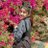 rashmiTanwr
