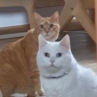 🐱입양홍보중🐱삐따모 육묘일기(@howto_kitten) 's Twitter Profile Photo