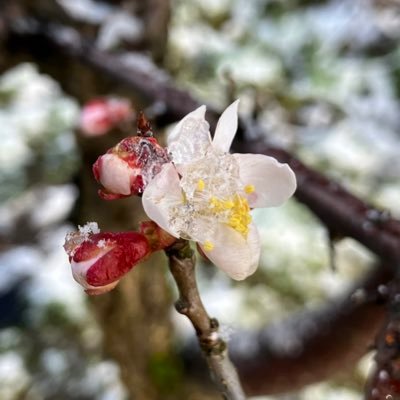 コーヒー豆と植物を愛する男。フィーカ推奨してます。 趣味:愚痴を聞く事。 愛書『風姿花伝』『弓と禅』『天ー天和通りの快男児』『ピンポン』『あくたの死に際』ROM専