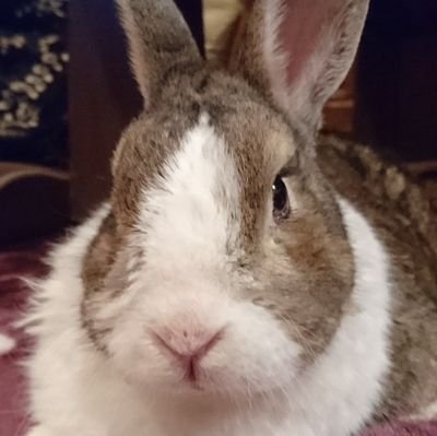 じんのまるのリポスト用🐇💗
投資 詐欺師 ぼったくり 即ブロック致します！皆様いいね❤RT有難う御座います🙇‍♀️DM❌私は女性なのでエロ❌🤡🎰たまにやってぼやきます😓思っている事は素直にここに書きます🙇🏻‍♀️