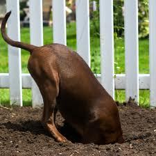 Digging up Inspiration and Improved Efficiencies for Animal focused businesses and Dog lovers everywhere. Support for Rescues and Shelters.