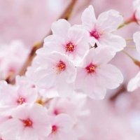 丸田真由美🇯🇵SoS!集団ストーカー犯罪の被害者。メディアは犯罪を隠蔽している!報道せよ! (@mayumi_maruta) 's Twitter Profile Photo 丸田真由美🇯🇵SoS!集団ストーカー犯罪の被害者。メディアは犯罪を隠蔽している!報道せよ! (@mayumi_maruta) 's Twitter Profile Photo