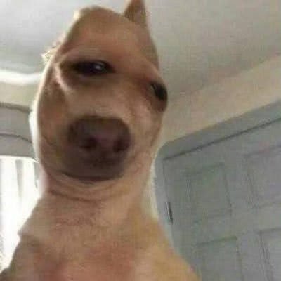 valmet_k9's profile picture. インスタをフォローして⬇️