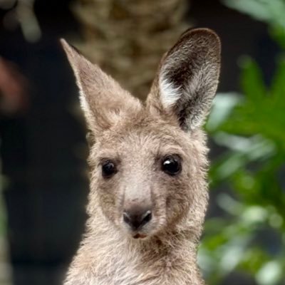 Moving randomly in #Australia with all we own in carryon bags since August 2019 while working full-time. #Airbnb, short-term, and #housesitting.