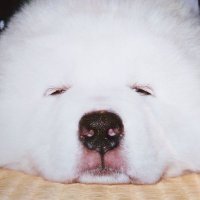 ayako🎌 (@ayakoumetora) 's Twitter Profile