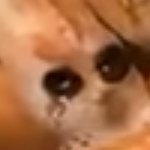 🇻🇳Tôm-Shrimp🇵🇸 (@nhuvu19133035) 's Twitter Profile