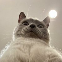 朋友圈⭕ (@voigt_vjekoslav) 's Twitter Profile