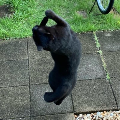 ZensehaCat's profile picture. 🚺大学用アカウント 東海工学部応用化学科 ※無断フォロー失礼します