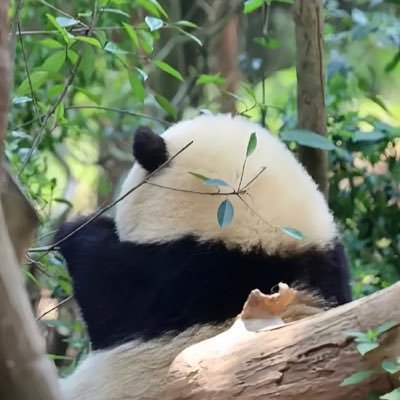 ShuyeShang_'s profile picture. 