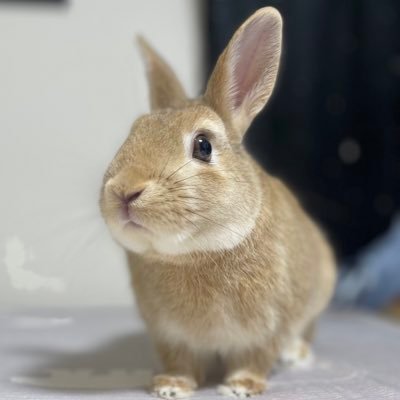 🐰はむ(3歳)/うさぎ時々ポケGOつぶやきます🐶🐱❣️😊無言フォローいいね失礼します🙏お気軽にフォローコメント・仲良くしてくださると嬉しいです( ᐡ. ̫ .ᐡ )無言フォロー歓迎です💫🐰🐇 うさぎ垢さんでフォロバ来てない方は一言ください☀️趣味はポケモンGO/TL46青/