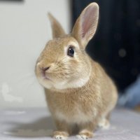 🐰はむちゃん🐰 (@hamuchan_usagi) 's Twitter Profile