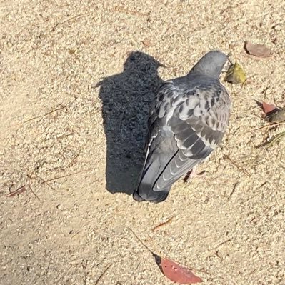 myq_pw's profile picture. ふんふん