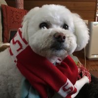 Uncommon Tweeter 🦢🦢🦢 (@cignicigni) 's Twitter Profile Photo Uncommon Tweeter 🦢🦢🦢 (@cignicigni) 's Twitter Profile Photo