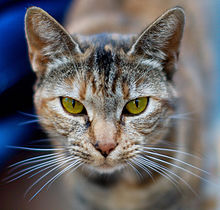 I eat, I nap, I pur, I'm cute, therefore I am. Now bring me some catnip!