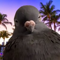 COO COO MF(@CooCooCoin) 's Twitter Profile Photo