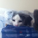 Trish Austin - @trishctc - Twitter