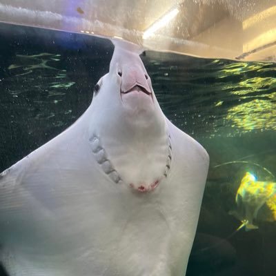 黒クロッカスさんのプロフィール画像